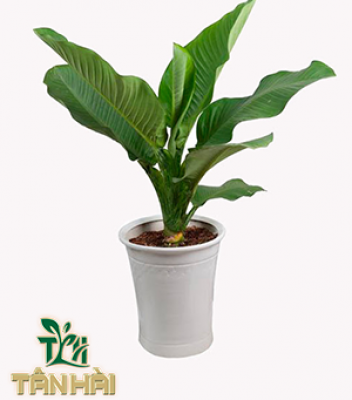 CÂY ĐẠI PHÚ GIA