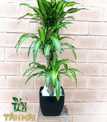 CÂY THIẾT MỘC LAN