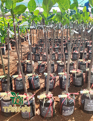 CÂY GIỐNG MÍT SÊU SỚM