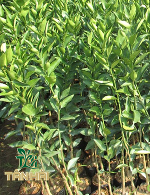 CÂY QUÝT ĐƯỜNG