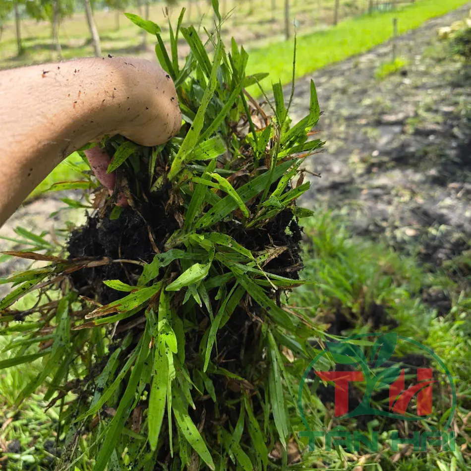 Cỏ Lá Gừng Thường