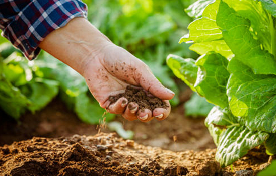 Vật Tư Nông Nghiệp