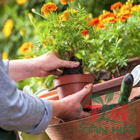 Bí Quyết Chăm Sóc Cây Cảnh Giúp Cây Luôn Xanh Tốt