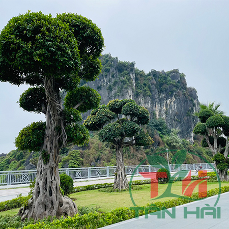 Những Loại Cây Cảnh Công Trình Được Ưa Chuộng Hiện Nay