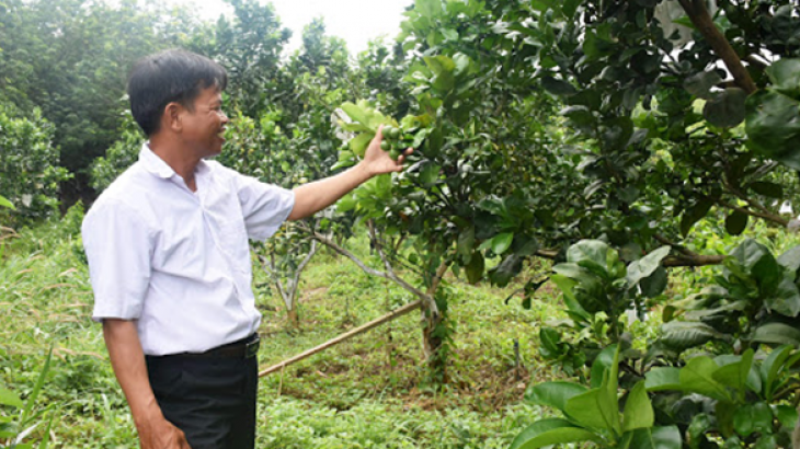 Nguyên Tắc Trồng Và Chăm Sóc Vườn Cây Ăn Quả Đảm Bảo VSANTP