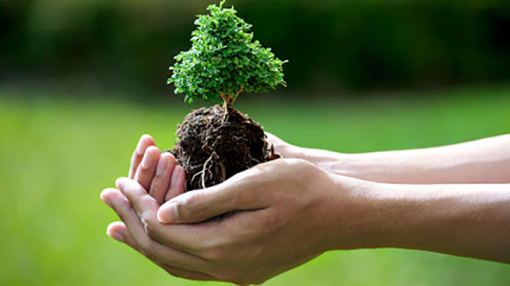 Trồng Cây Gây Rừng Tại Thừa Thiên Huế